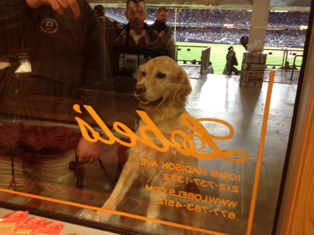 Bomb Sniffing Dog at Stadium