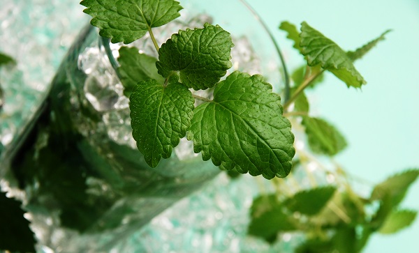 Mint-Mojito