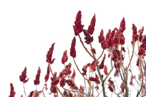 Winter Flowers - Staghorn Sumac (Rhus typhina)