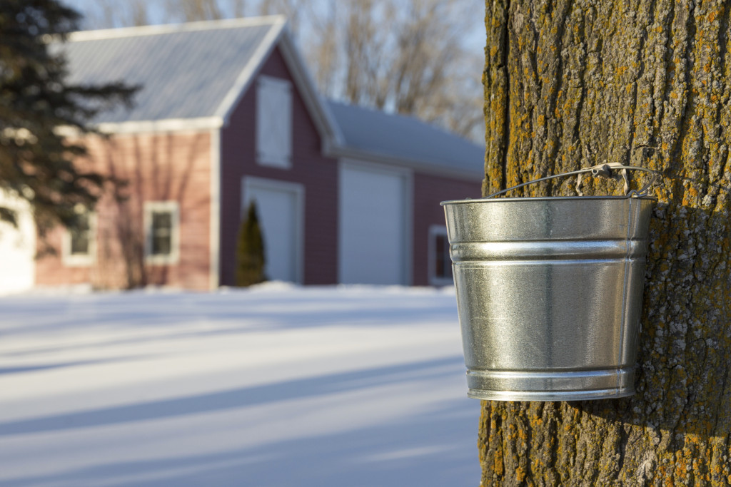 Tapping maple trees for their sap in the Spring.